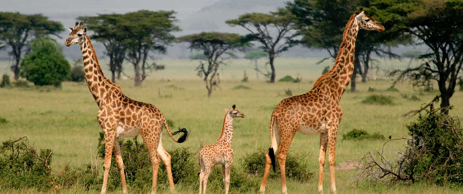 Discover animal. Родезийский Жираф. Жираф в саванне. Жирафы в саванне. Жирафы в Африке.